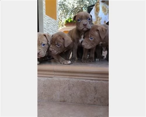 cuccioli di american pitbull terrier rednose  | Foto 1
