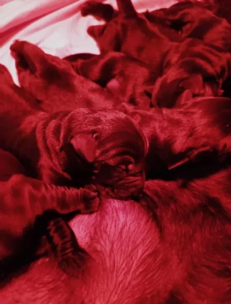 Cuccioli di Schnauzer Nero Gigante | Foto 5