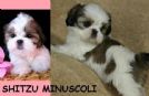 shitzu cucciolata minuscola italiana, pagabile a rate