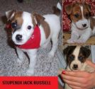 jack russell miniature, italiani, pagabili a rate