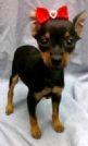 PINSCHER MINUSCOLI, ITALIANI, PAGABILI A RATE