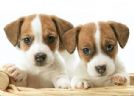 jack russell perfetti, minuscoli, disponibili subito