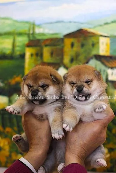 Meravigliosi cuccioli di Shiba inu | Foto 0