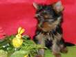 meravigliosi cuccioli di yorkshire terrier