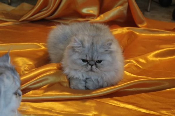 gattino maschio persiano | Foto 2