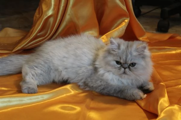 gattino maschio persiano | Foto 0