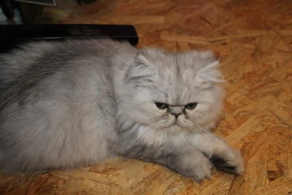 gattino maschio persiano