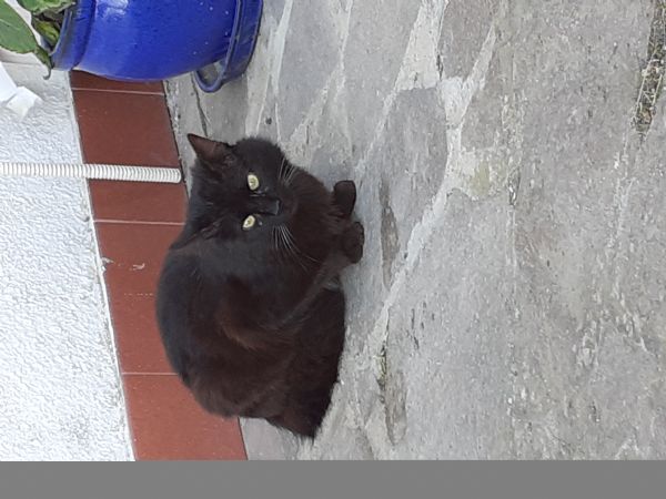 Cleo gattina nera a pelo lungo | Foto 2