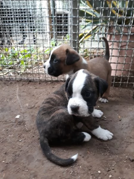 cuccioli di boxer in puglia in provincia bari | Foto 5