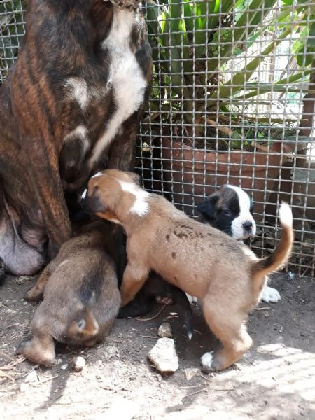 cuccioli di boxer in puglia in provincia bari | Foto 4