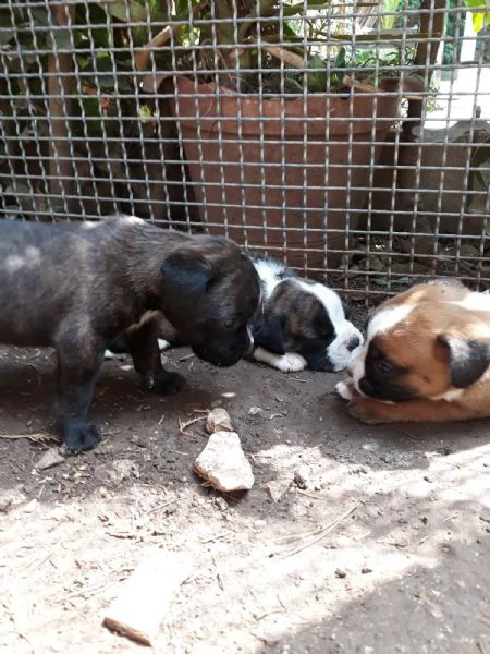 cuccioli di boxer in puglia in provincia bari | Foto 3