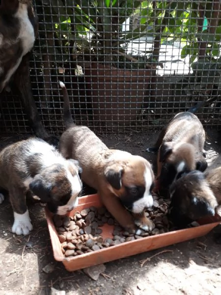 cuccioli di boxer in puglia in provincia bari | Foto 2