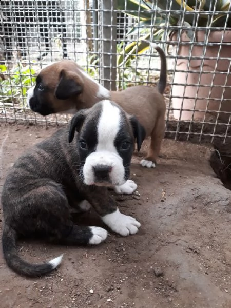 cuccioli di boxer in puglia in provincia bari