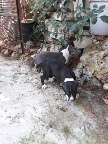 cucciole di amstaff blu e bianco e nero  | Foto 6