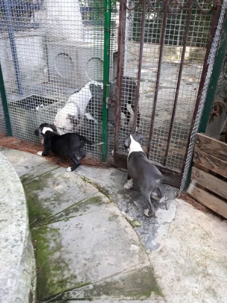 cucciole di amstaff blu e bianco e nero  | Foto 5