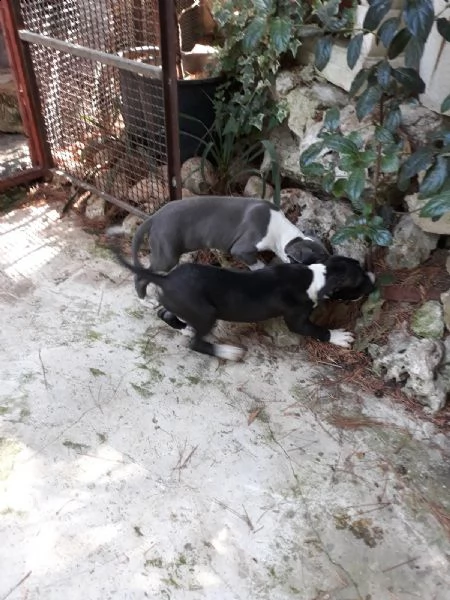 cucciole di amstaff blu e bianco e nero  | Foto 4