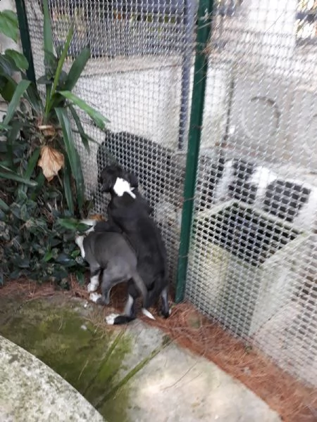 cucciole di amstaff blu e bianco e nero  | Foto 3