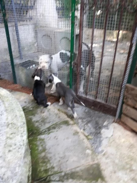 cucciole di amstaff blu e bianco e nero  | Foto 0