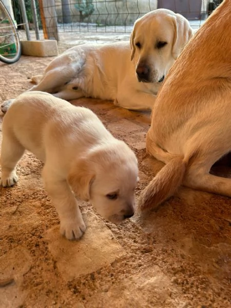 Ultimo di Sei bellissimi cuccioli di Labrador | Foto 4