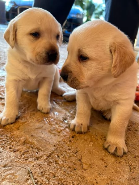 Ultimo di Sei bellissimi cuccioli di Labrador | Foto 3