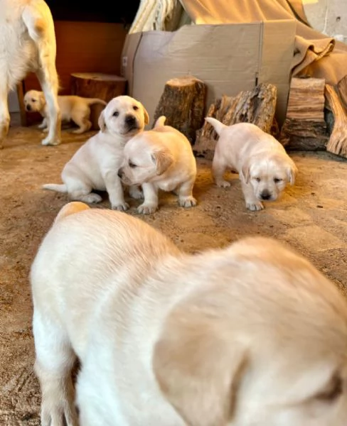 Ultimo di Sei bellissimi cuccioli di Labrador | Foto 1