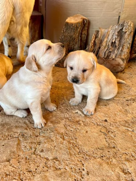 Ultimo di Sei bellissimi cuccioli di Labrador | Foto 0