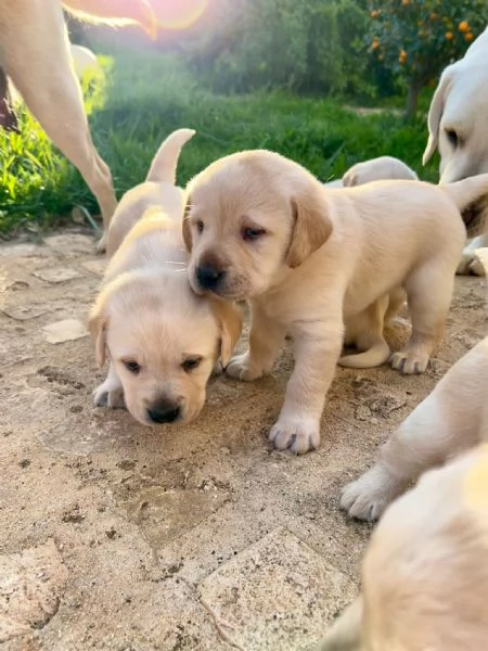 Ultimo di Sei bellissimi cuccioli di Labrador
