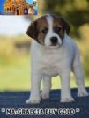 cuccioli selezionati jack russell terrier pedegree roi/enci-figli diretti di pluricampioni di bellezza