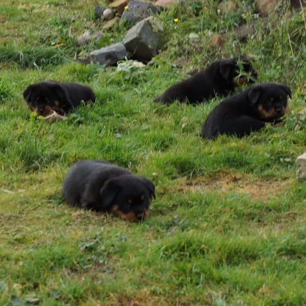Cucciolata meravigliosa di 8 rottweiler maschi e femmine | Foto 0