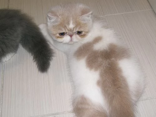 sono disponibili gatti persiani e exotic shorthair | Foto 2