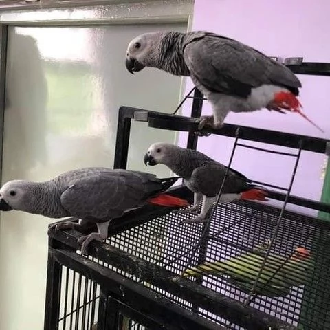 Amorosi pappagalli grigi africani | Foto 1
