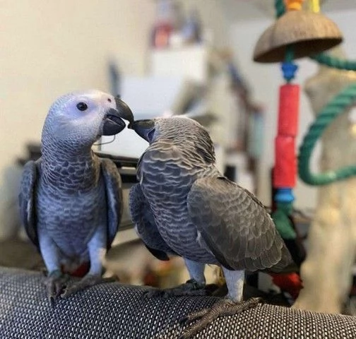 Amorosi pappagalli grigi africani
