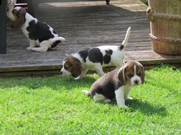 tre cuccioli di beagle cioccolato | Foto 6
