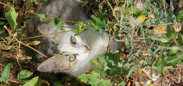 Gattino a pelo semi lungo | Foto 5