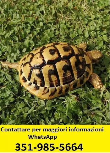 tartaruga maschio e femmina 2017 hermanni hermanni