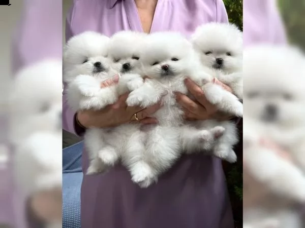 splendidi  adorabili cuccioli di pomerania tipo orso