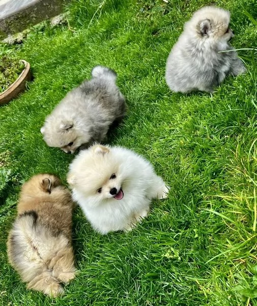 Disponibili cuccioli di puro Spitz Pomerania | Foto 0