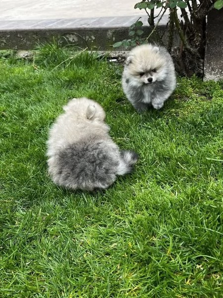 Bellissimi cuccioli di Pomerania 3 femmine 2 maschi | Foto 2