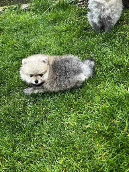 Cuccioli di PomeraniaPomerania pedigree cercano casa | Foto 2