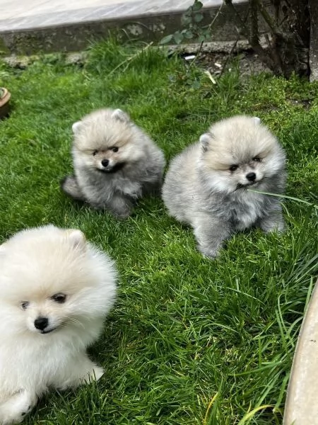 Cuccioli di PomeraniaPomerania pedigree cercano casa | Foto 0