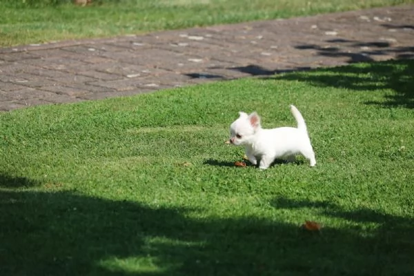 Chihuahua stupendi cuccioli disponibili | Foto 2
