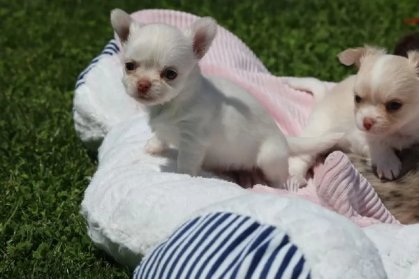 Chihuahua stupendi cuccioli disponibili | Foto 1