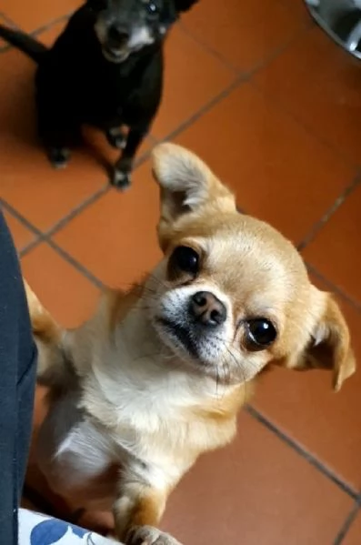 Chihuahua  femmina pedigree  | Foto 2