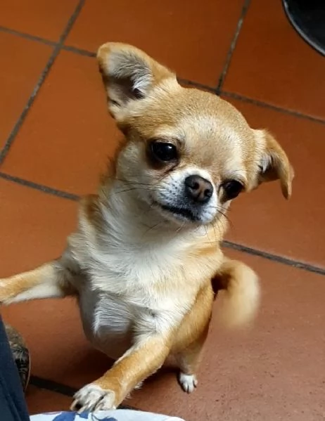 Chihuahua  femmina pedigree 