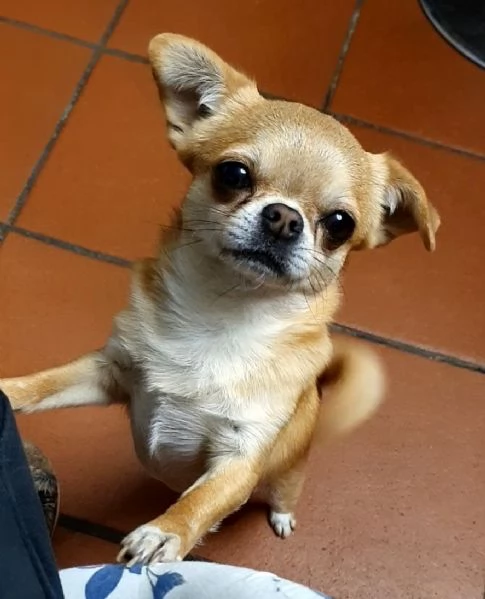 Chihuahua  femmina pedigree  | Foto 0