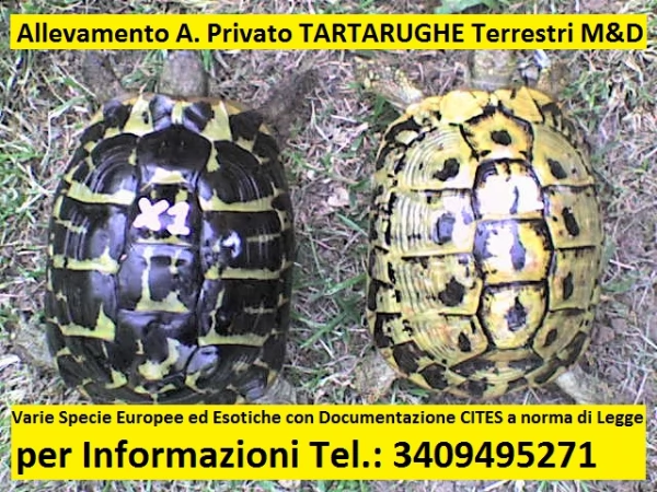 tartarughe terrestri  tutta italia