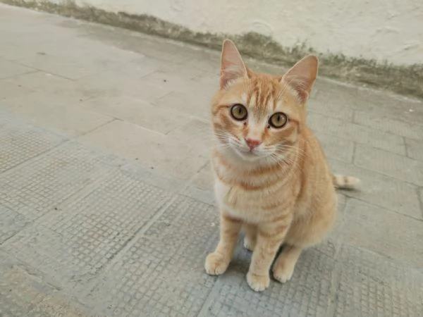 Garfield bellissimo gattino rosso