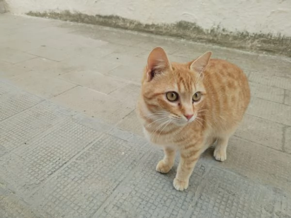 Garfield bellissimo gattino rosso | Foto 4