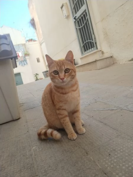 Garfield bellissimo gattino rosso | Foto 2