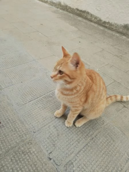 Garfield bellissimo gattino rosso | Foto 0